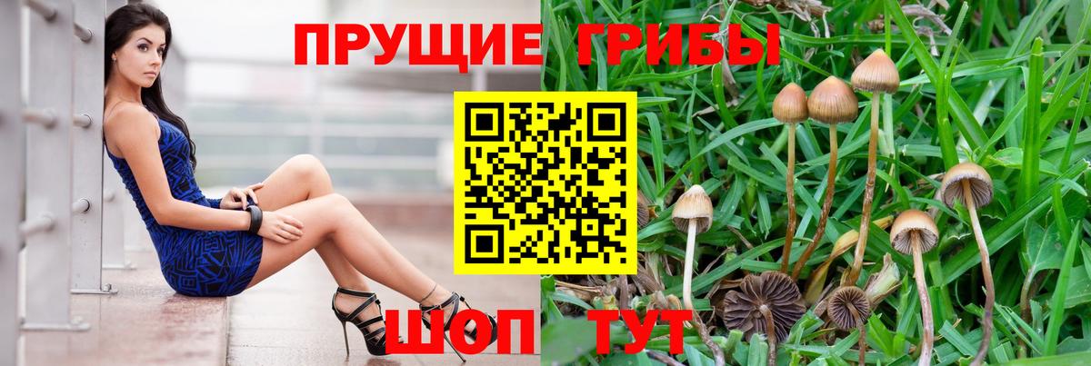 Галлюциногенные грибы Psilocybe Кыштым